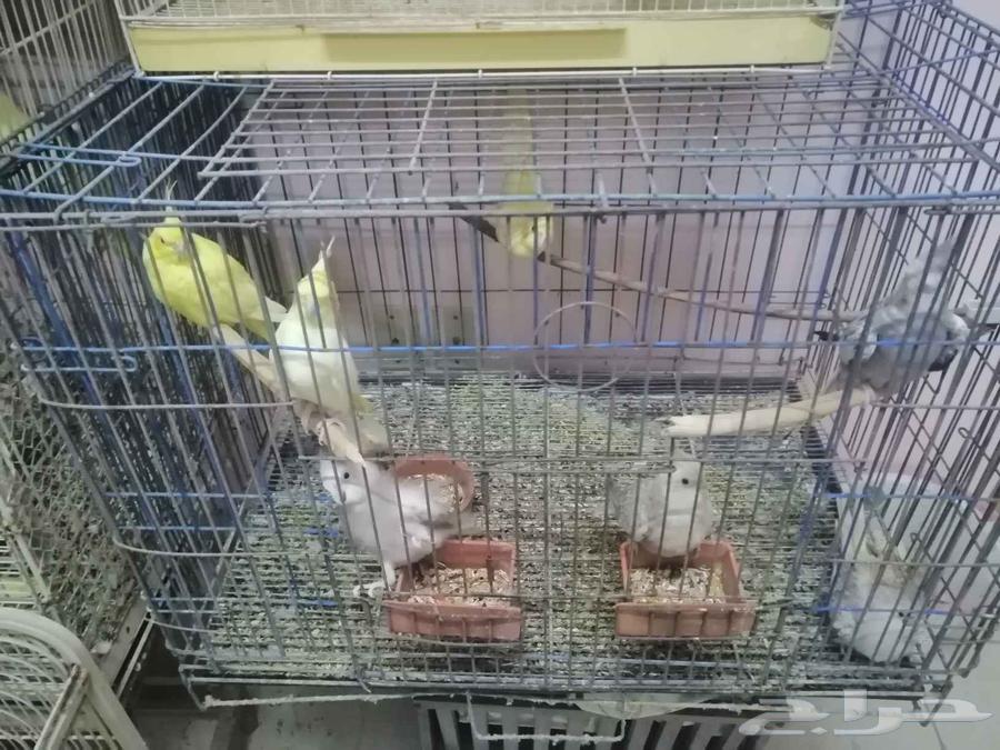 Ready-to-breed Crows63385915773827113