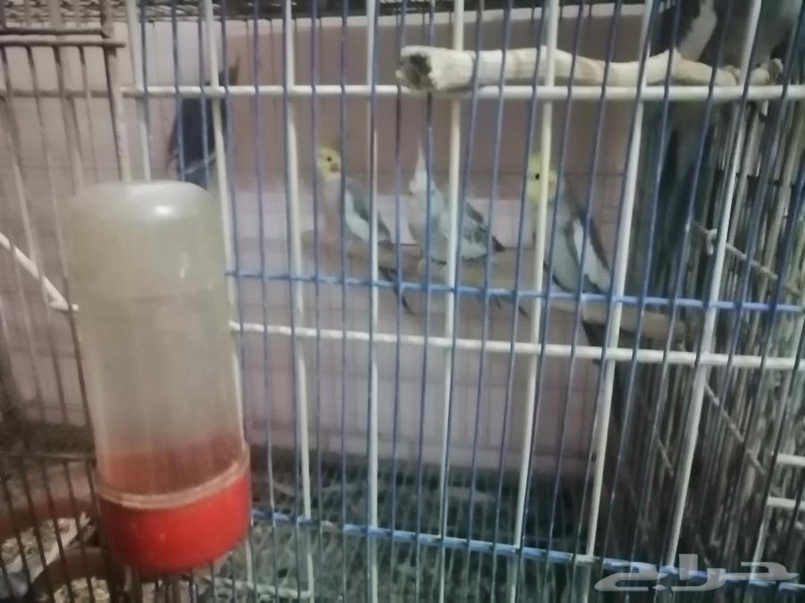 Ready-to-breed Crows63385915773827112