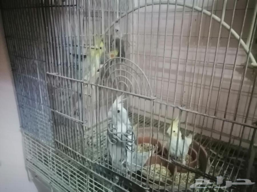 Ready-to-breed Crows633859157738271113
