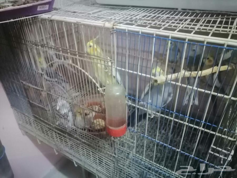 Ready-to-breed Crows63385915773827111