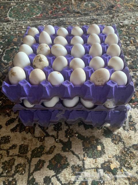 بيض بلدي مخصب63386962254721111