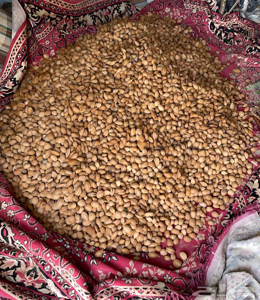 Local almonds, clean location, Al-Falah intersection near Al-Shalal Palace, 5563388597547906111