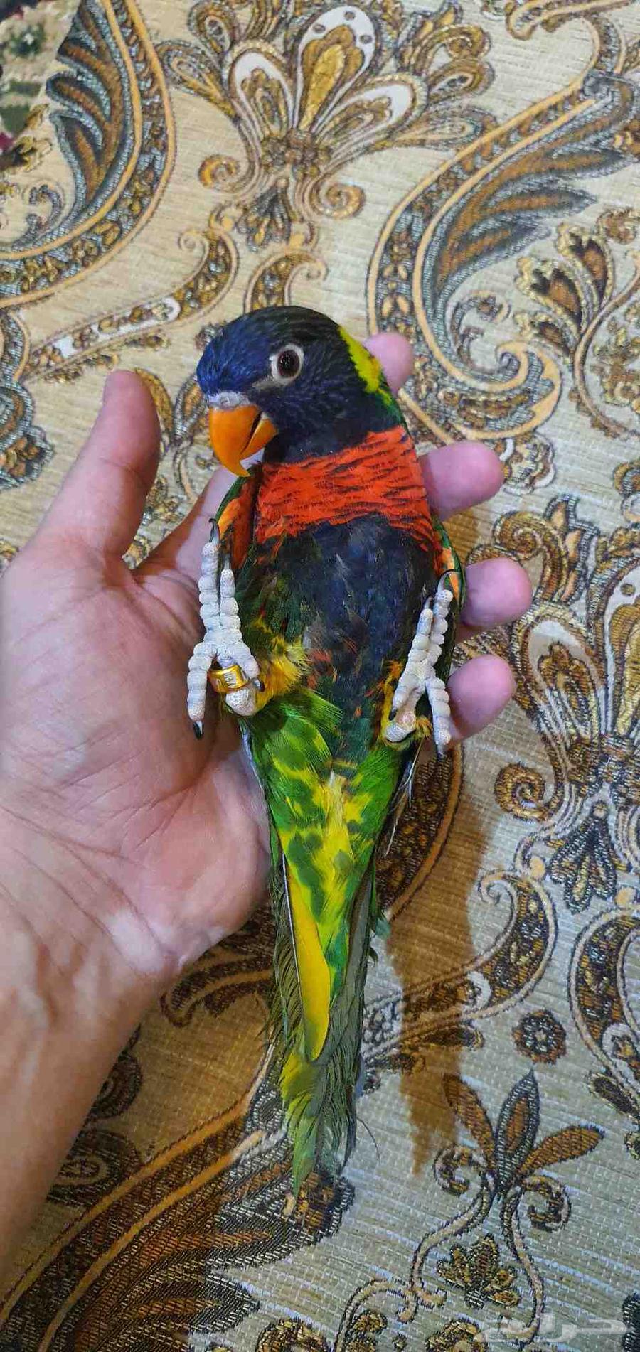 ببغاء لوري ذكر633888135773461123