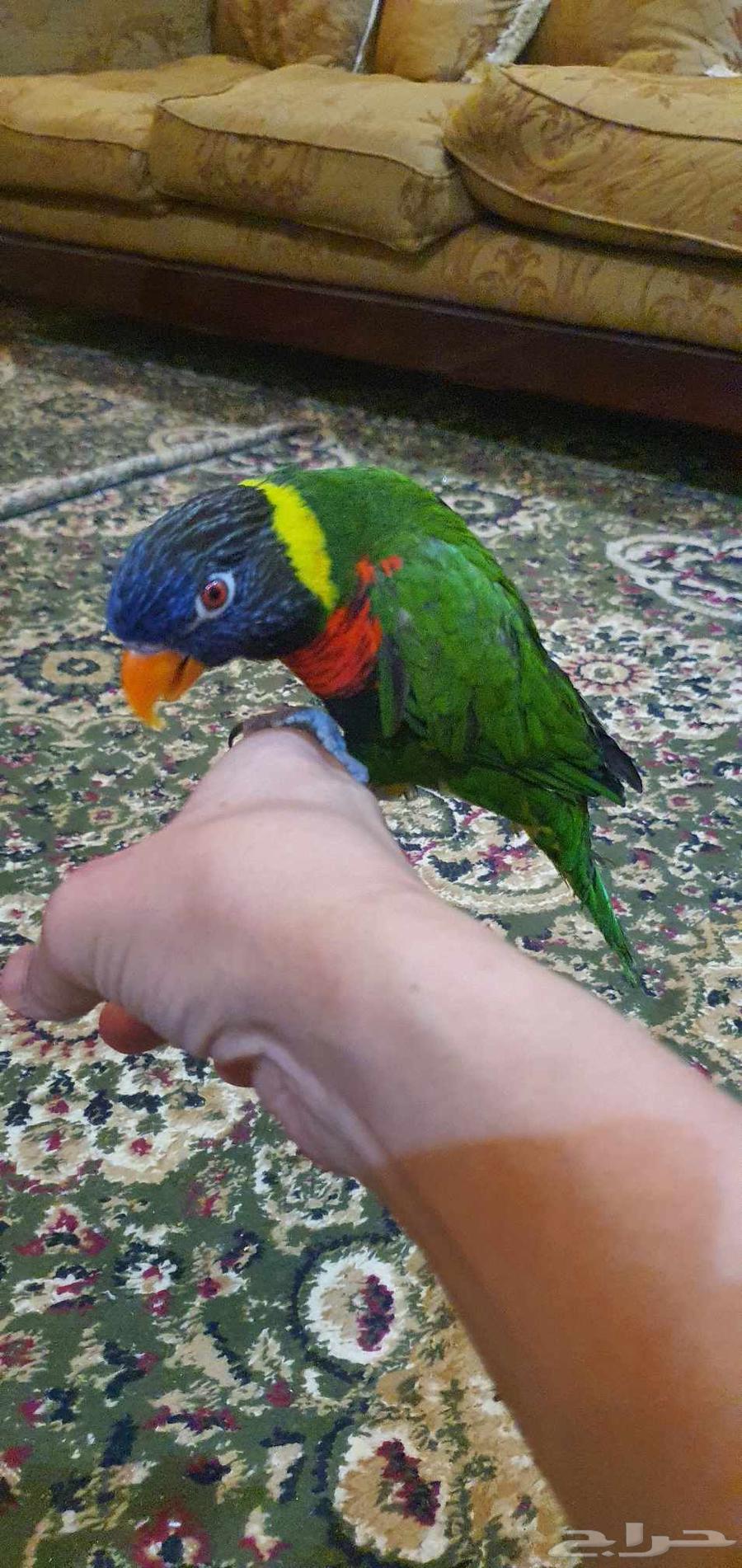 ببغاء لوري ذكر63388813577346114