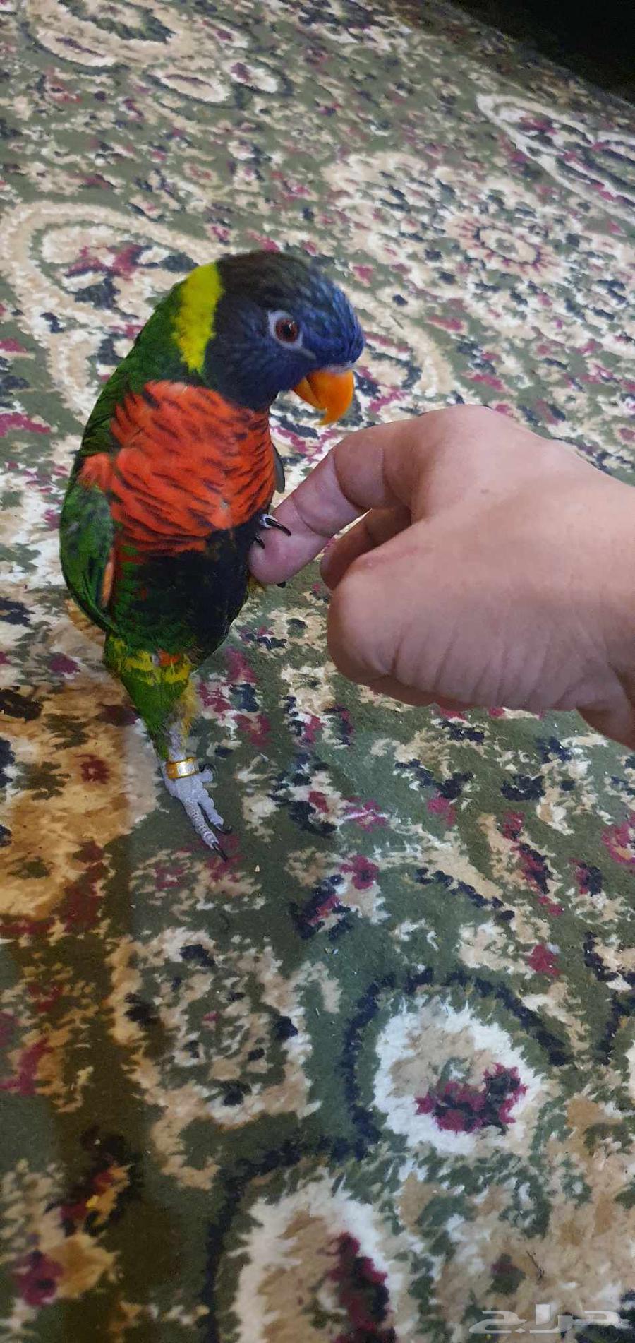 ببغاء لوري ذكر63388813577346113