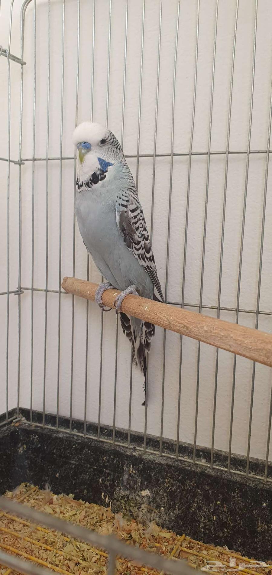 جوز طيور حب انجليزى63386045474946111