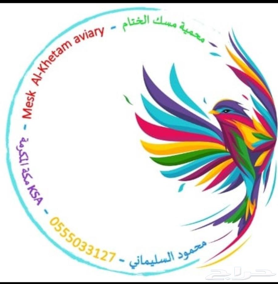 زوج كنيور امريكان دايلت بفروخه63082273468417111