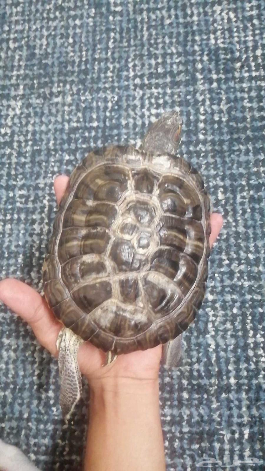 Turtles for sale633842645314591121