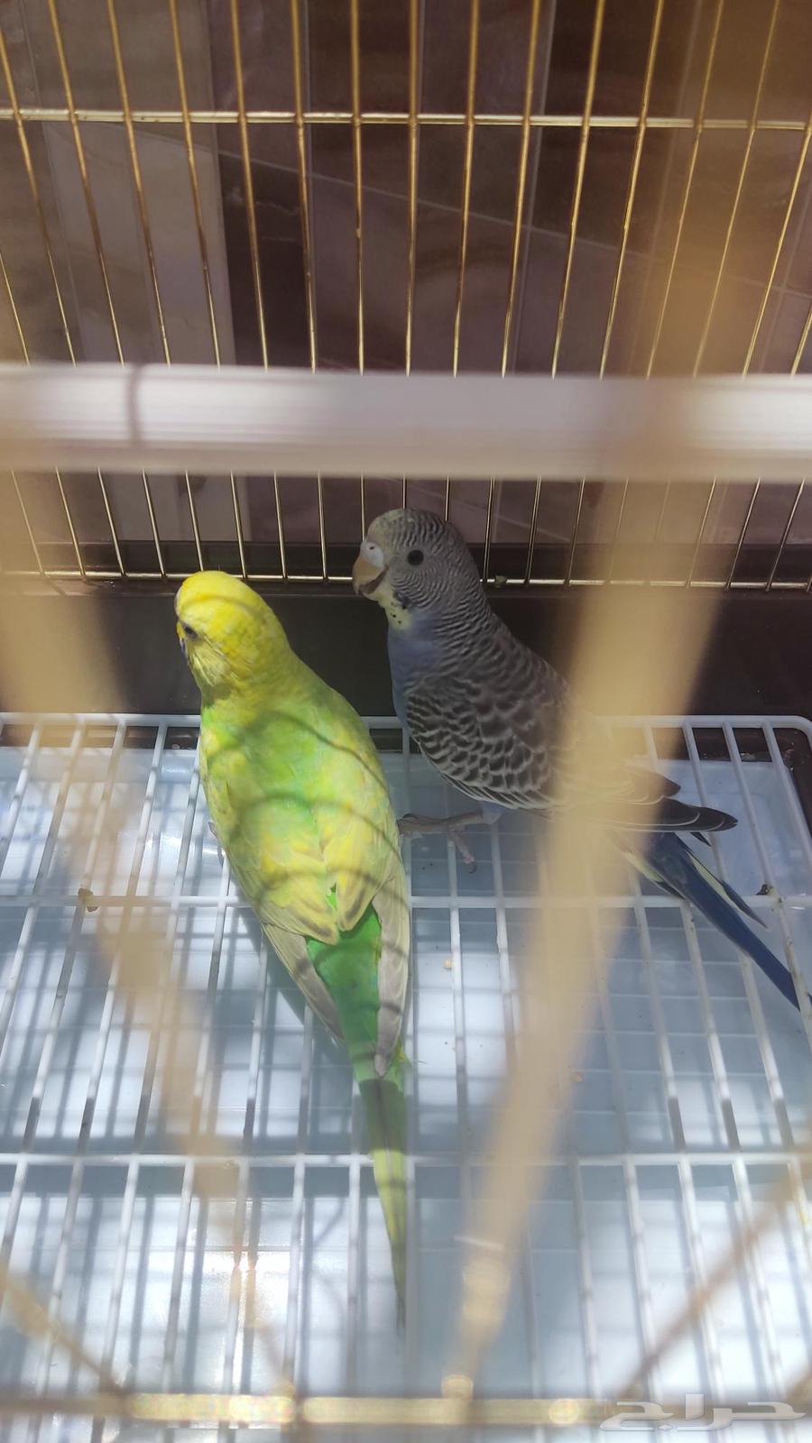 Pair of budgies, type budgie, quantity 2, age around two to three months63384668703490113