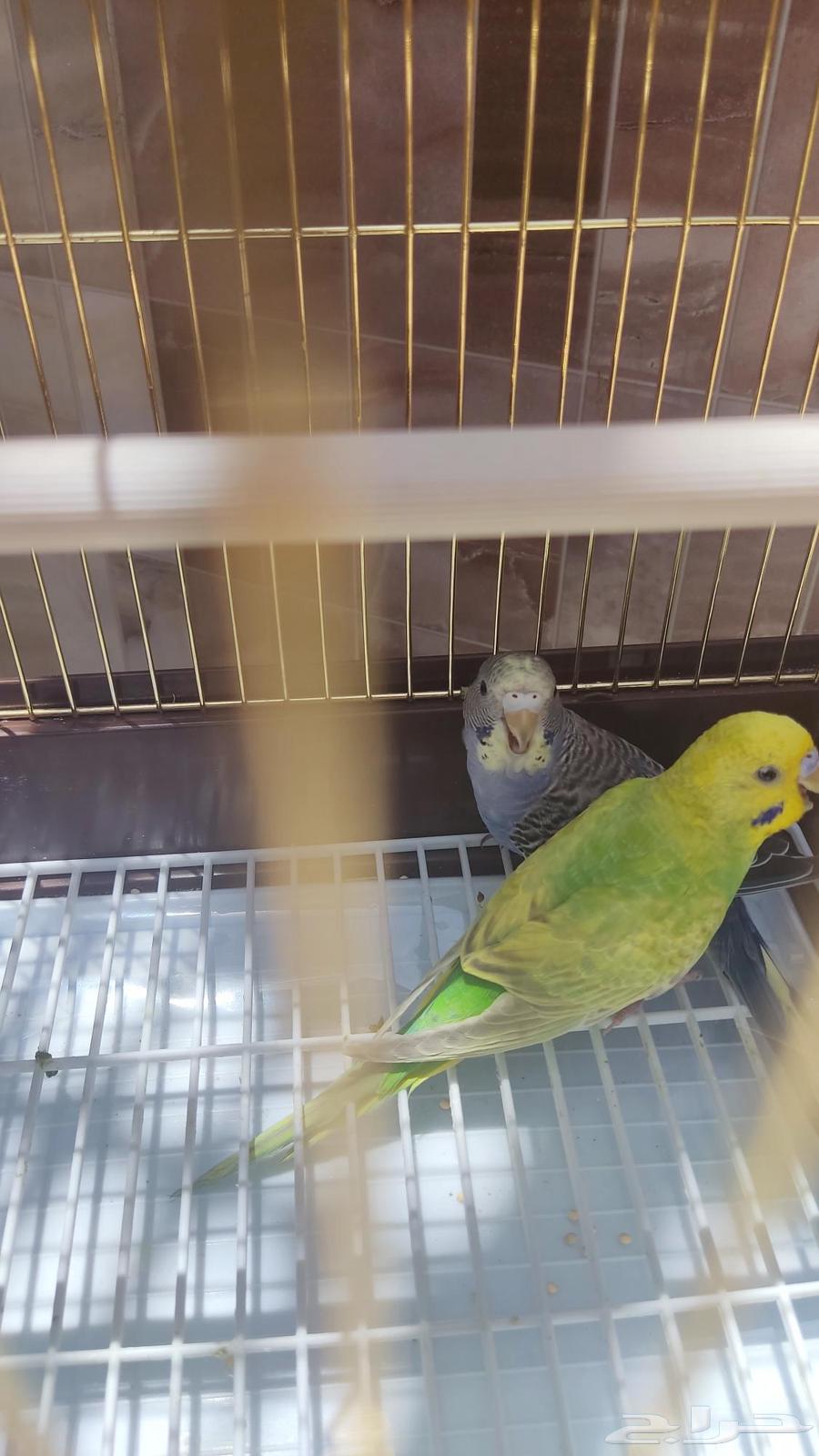 Pair of budgies, type budgie, quantity 2, age around two to three months633846687034901111