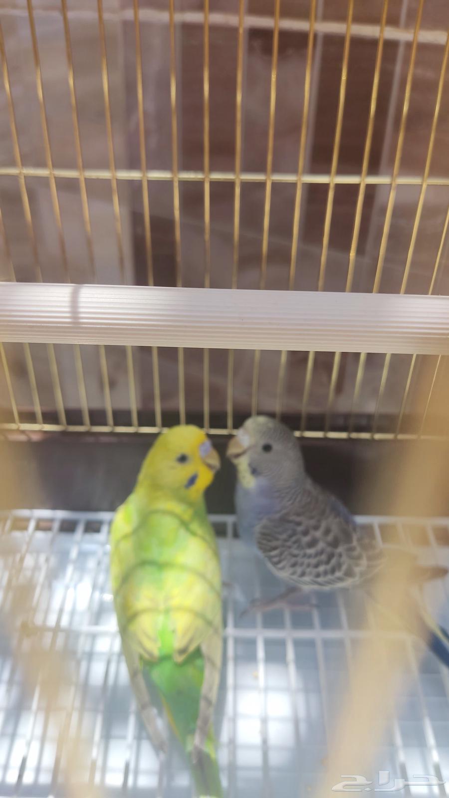 Pair of budgies, type budgie, quantity 2, age around two to three months63384668703490112