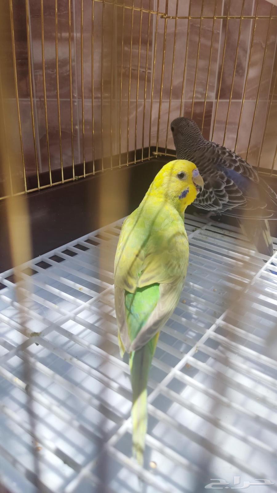 Pair of budgies, type budgie, quantity 2, age around two to three months63384668703490111
