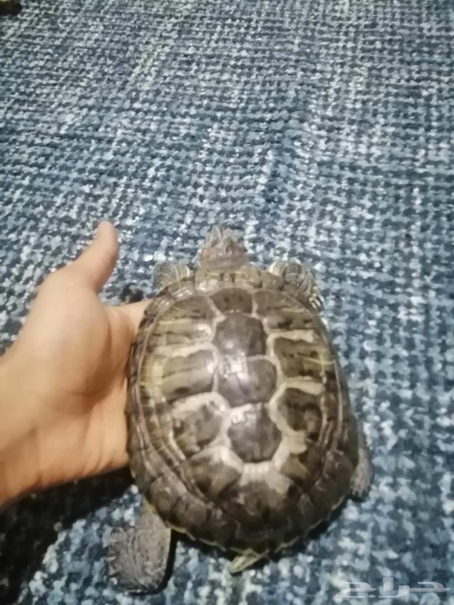 سلاحف للبيع63384264531459114