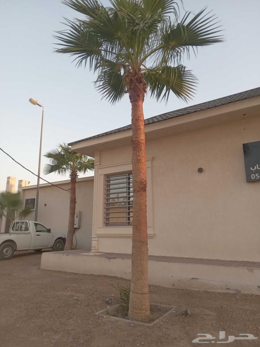 Washington palm, decorative, with thin trunk and wide crown, Washingtonia for sale63381404827521111
