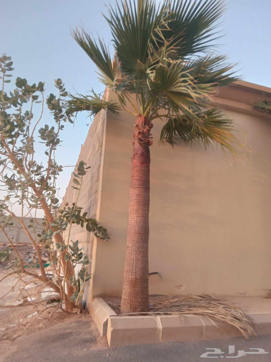 Washington palm, decorative, with thin trunk and wide crown, Washingtonia for sale63381404827521114