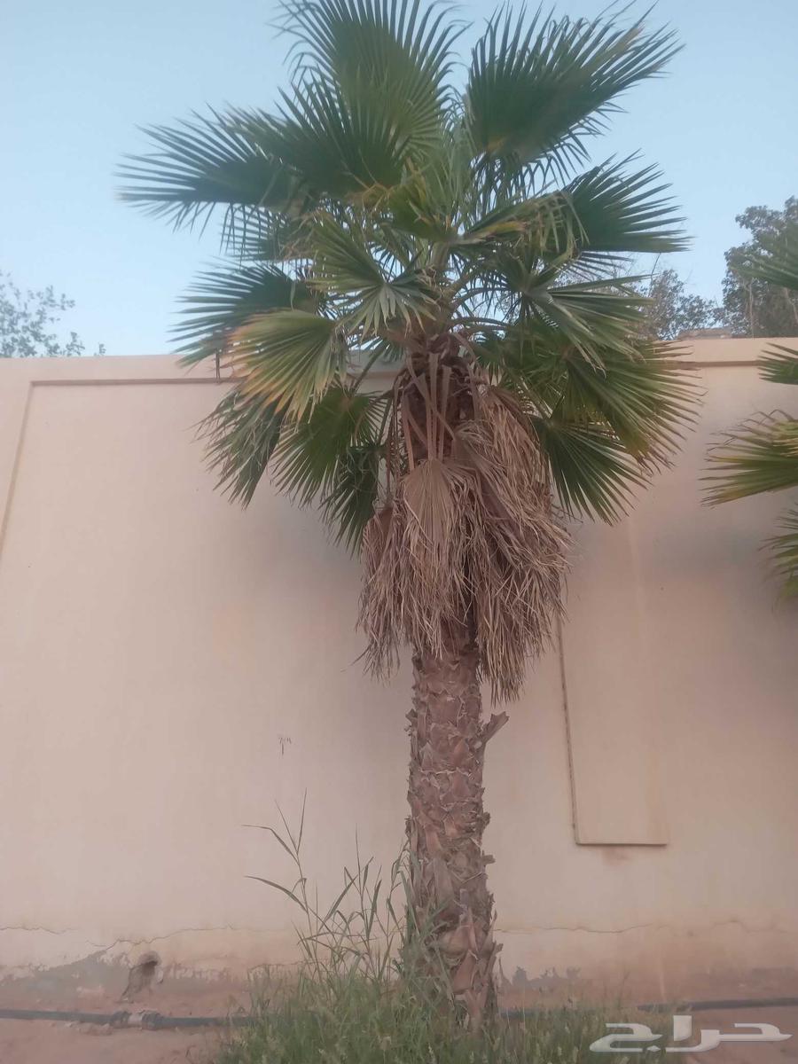 Washington palm, decorative, with thin trunk and wide crown, Washingtonia for sale63381404827521113