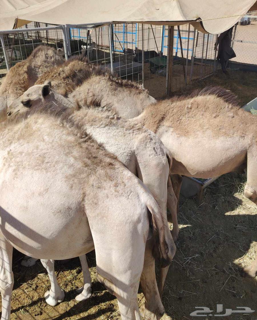 Equal Somali goats and sheep for sale in Suwakin63381416508802112
