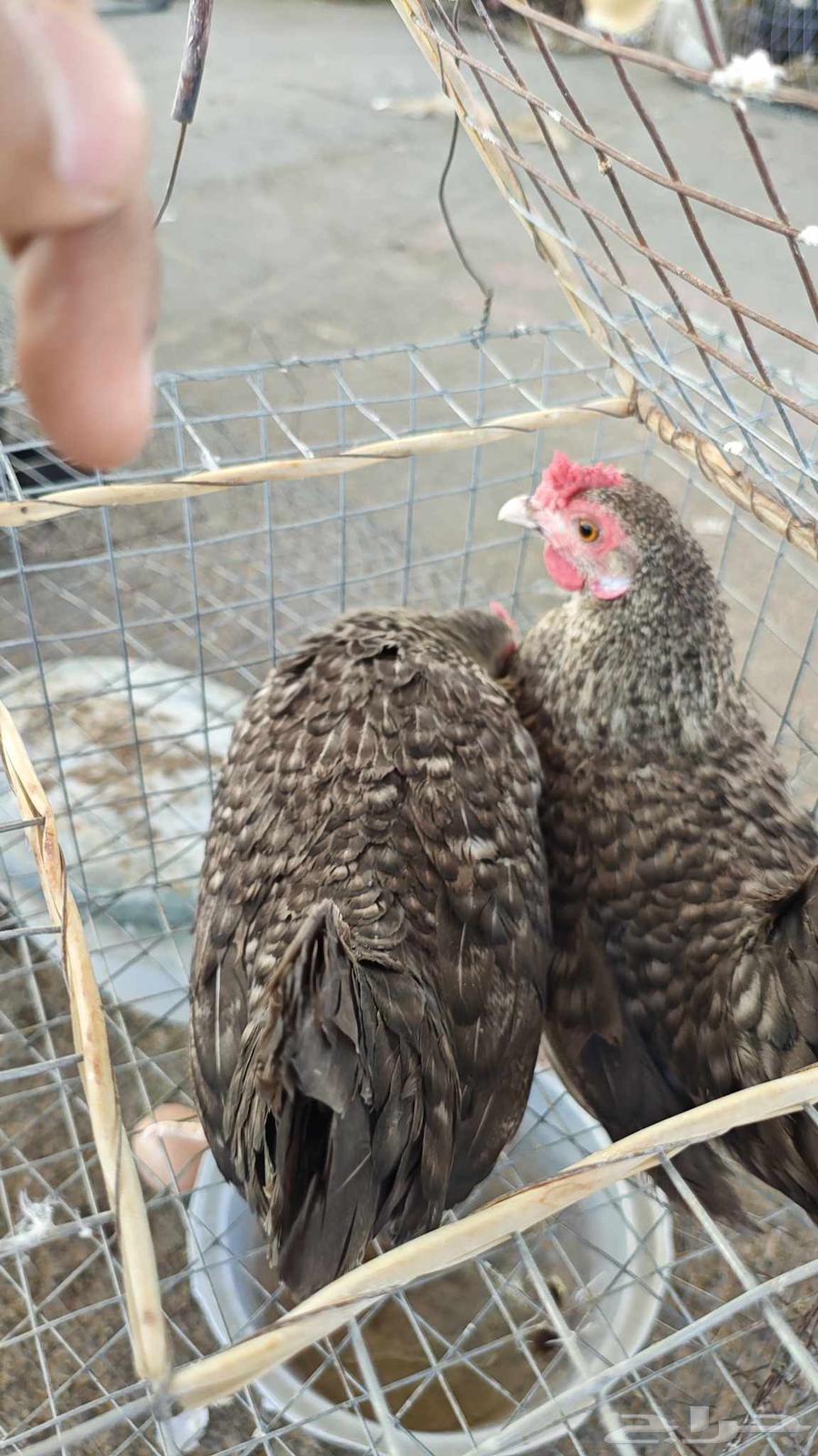 Selling chicken with cheese for 9063618293649538113