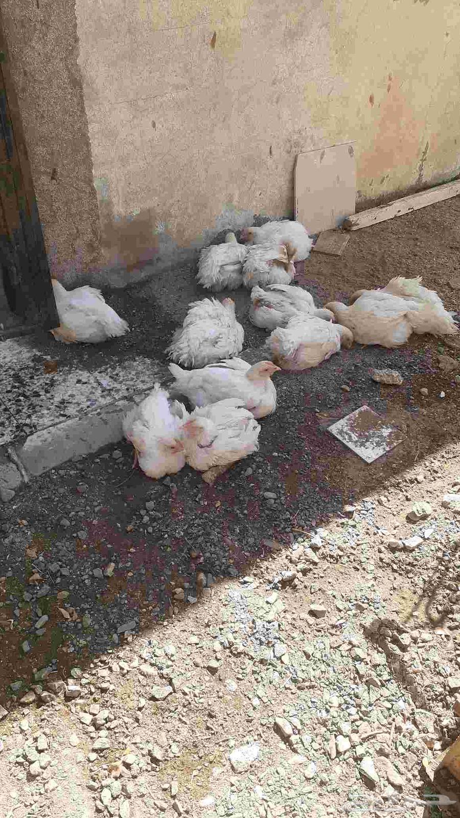 دجاج فارمي 17واحد حبه 10ريال63381654038785113