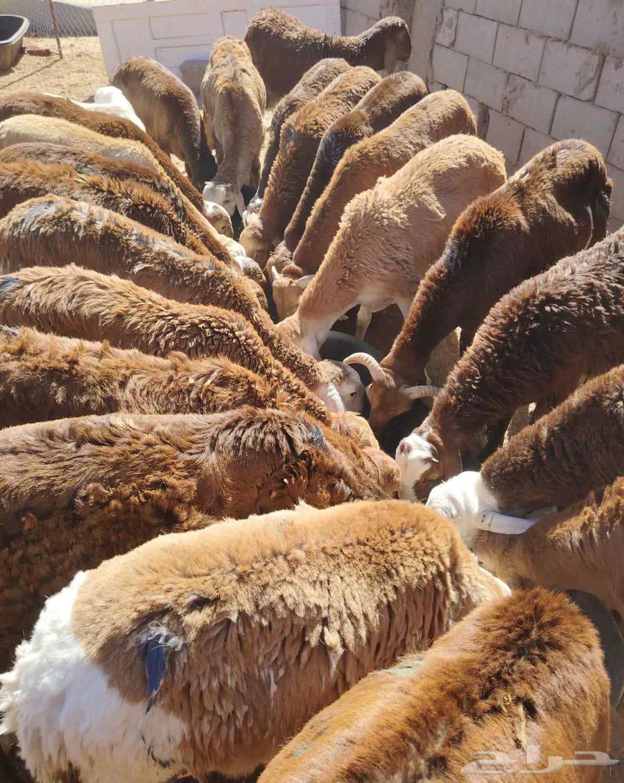 Equal Somali goats and sheep for sale in Suwakin63381416508802113