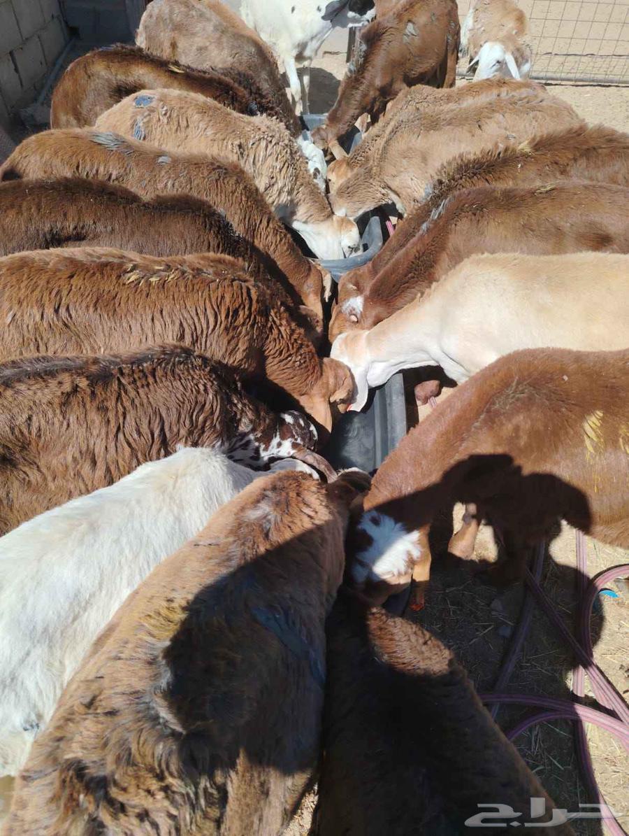 Equal Somali goats and sheep for sale in Suwakin63381416508802111