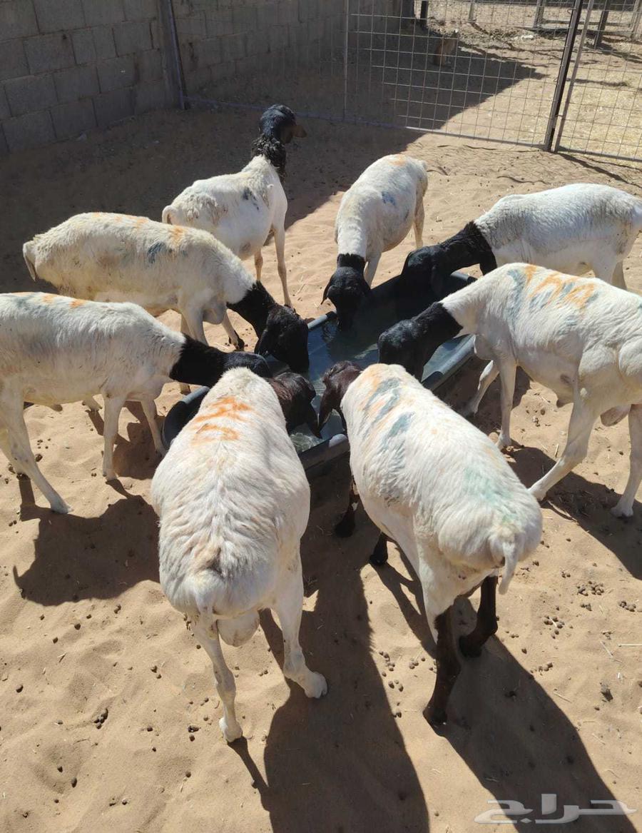 Equal Somali goats and sheep for sale in Suwakin63381416508802114