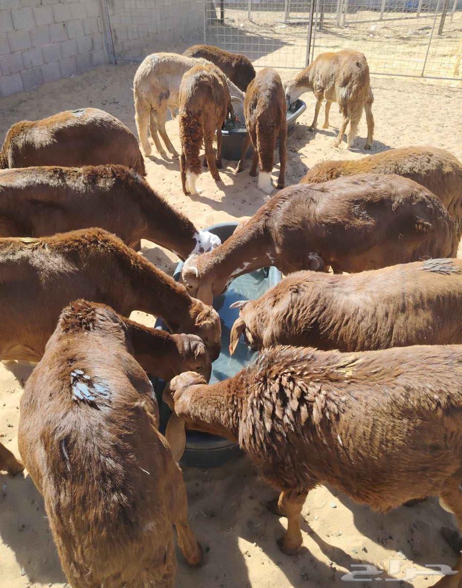 Equal Somali goats and sheep for sale in Suwakin63381416508802110
