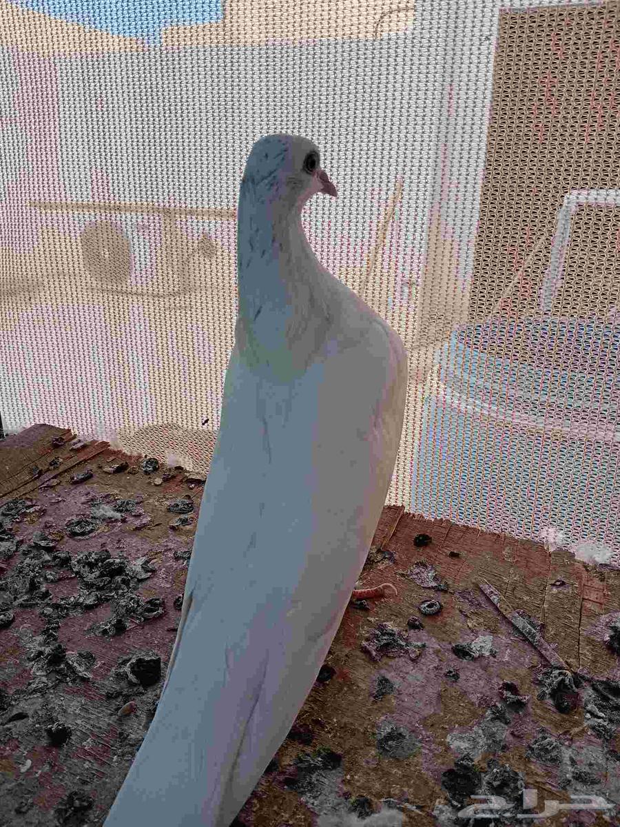 Pakistani Sandra Chickens63618283360387112