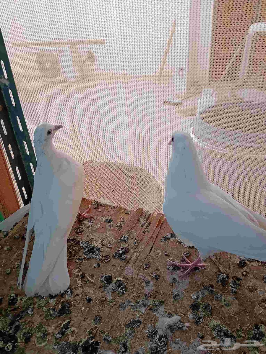 Pakistani Sandra Chickens63618283360387113