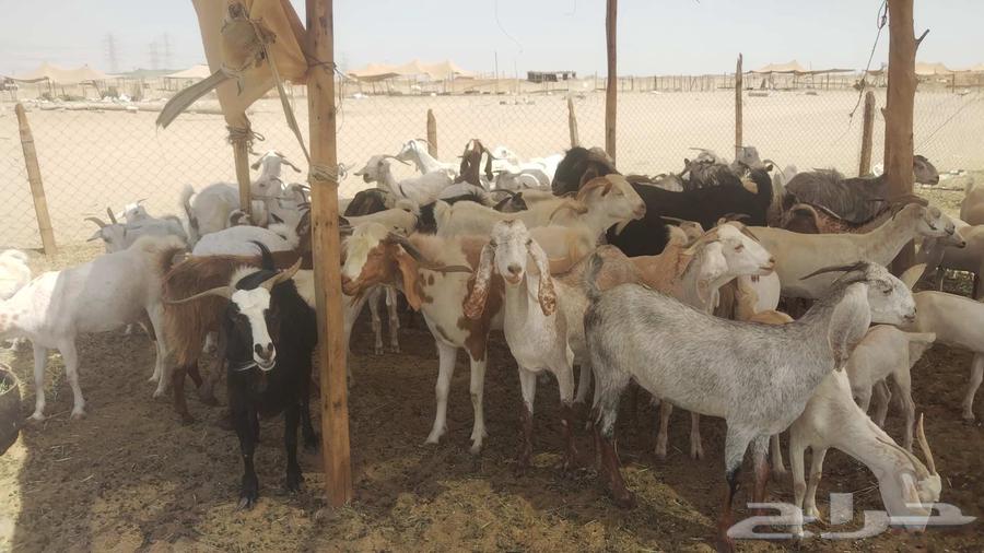 معزا خلفات ودفيع العدد 43 تحتها 2763470762494849114