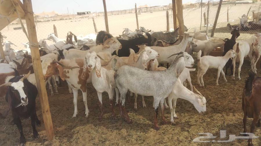 معزا خلفات ودفيع العدد 43 تحتها 2763470762494849113