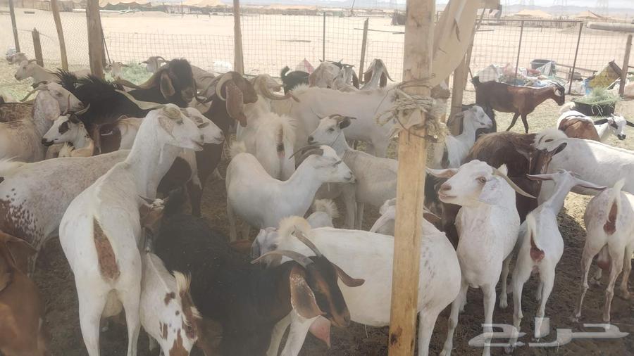 معزا خلفات ودفيع العدد 43 تحتها 27634707624948491111
