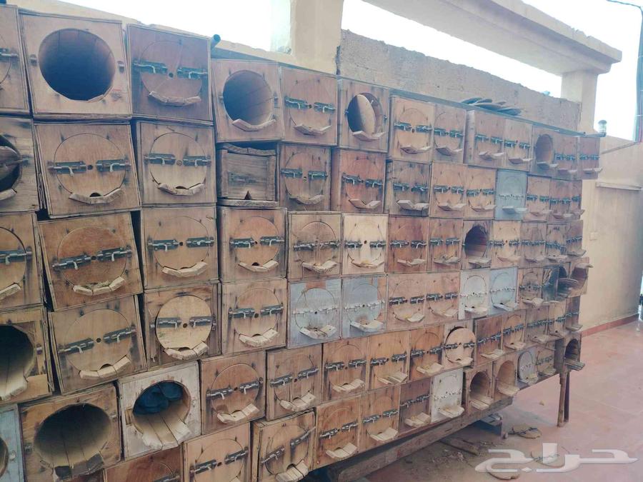 Keep my country fresh and inhabited by bees, price 5063618193235073112