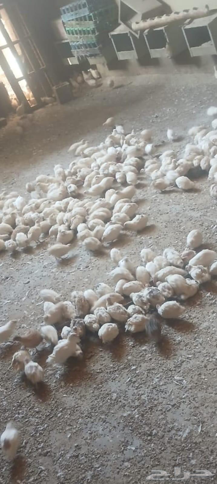 White Saman birds for sale, 12 riyals per piece63618193260931112