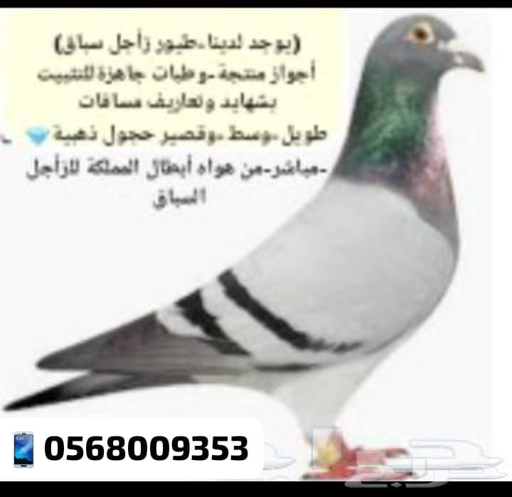 زاجل سباق اجواز منتجة وطبات جاهزة للتثبيت طيور نخبة أبطالTob63618294910593111