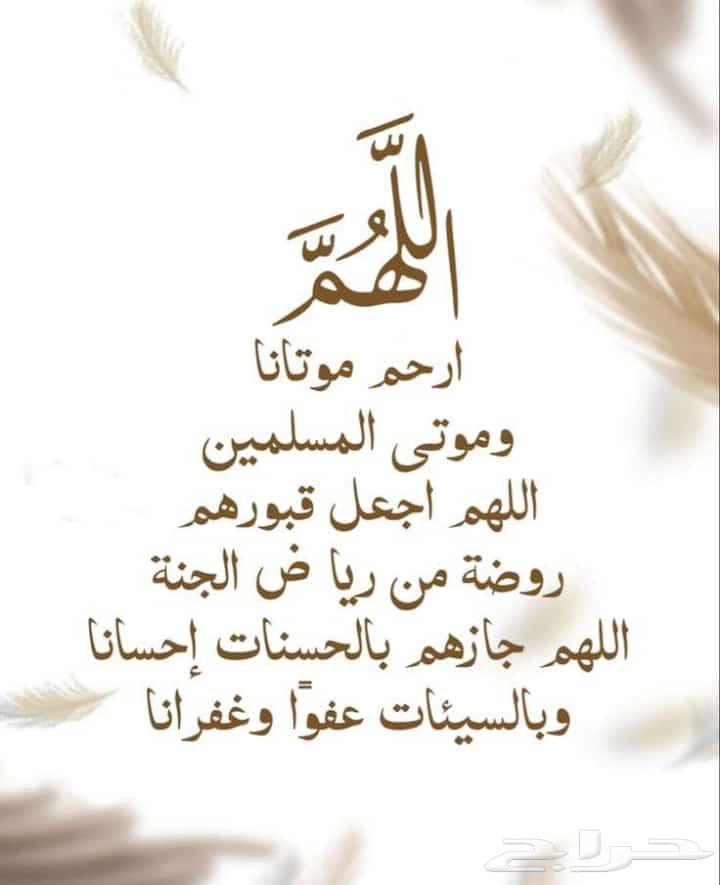 زاجل سباق اجواز منتجة وطبات جاهزة للتثبيت طيور نخبة أبطالTob63618294910593112