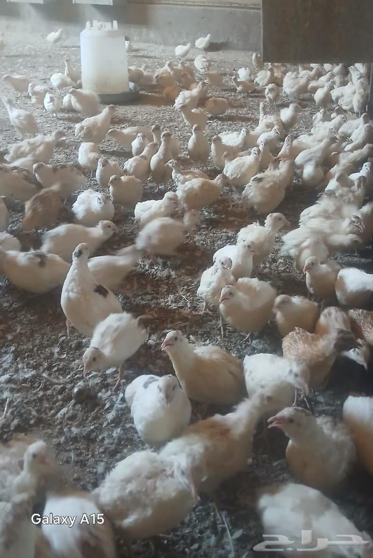 White Saman birds for sale, 12 riyals per piece63618193260931111
