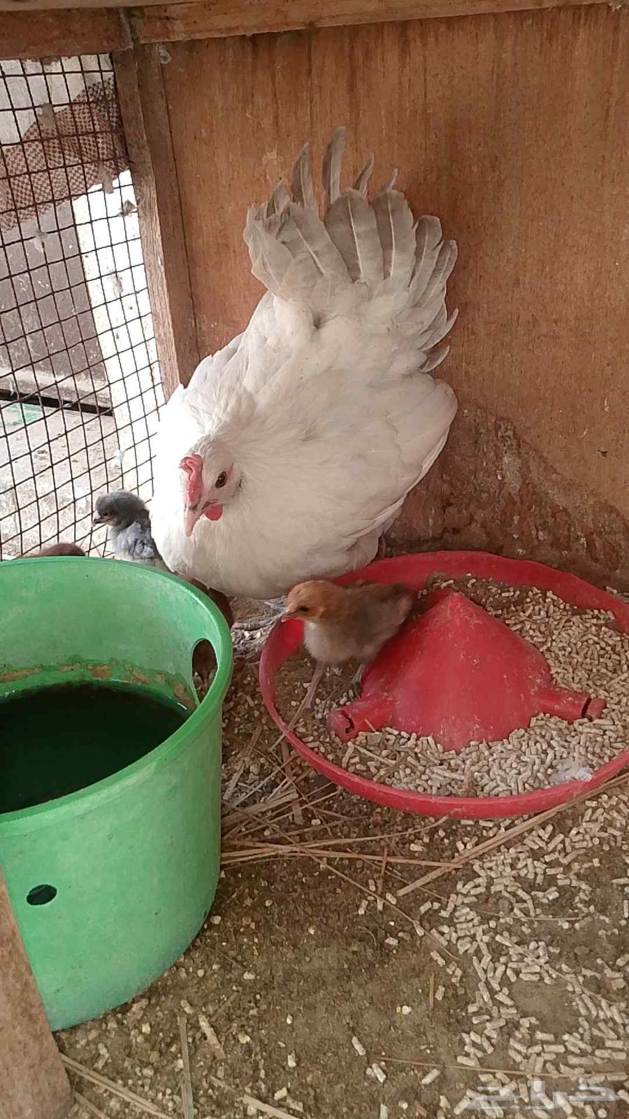 A hen with 9 chicks63618389495169111