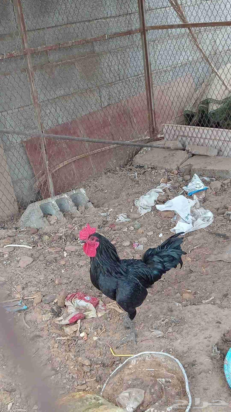 Black rooster crow63618373252609111
