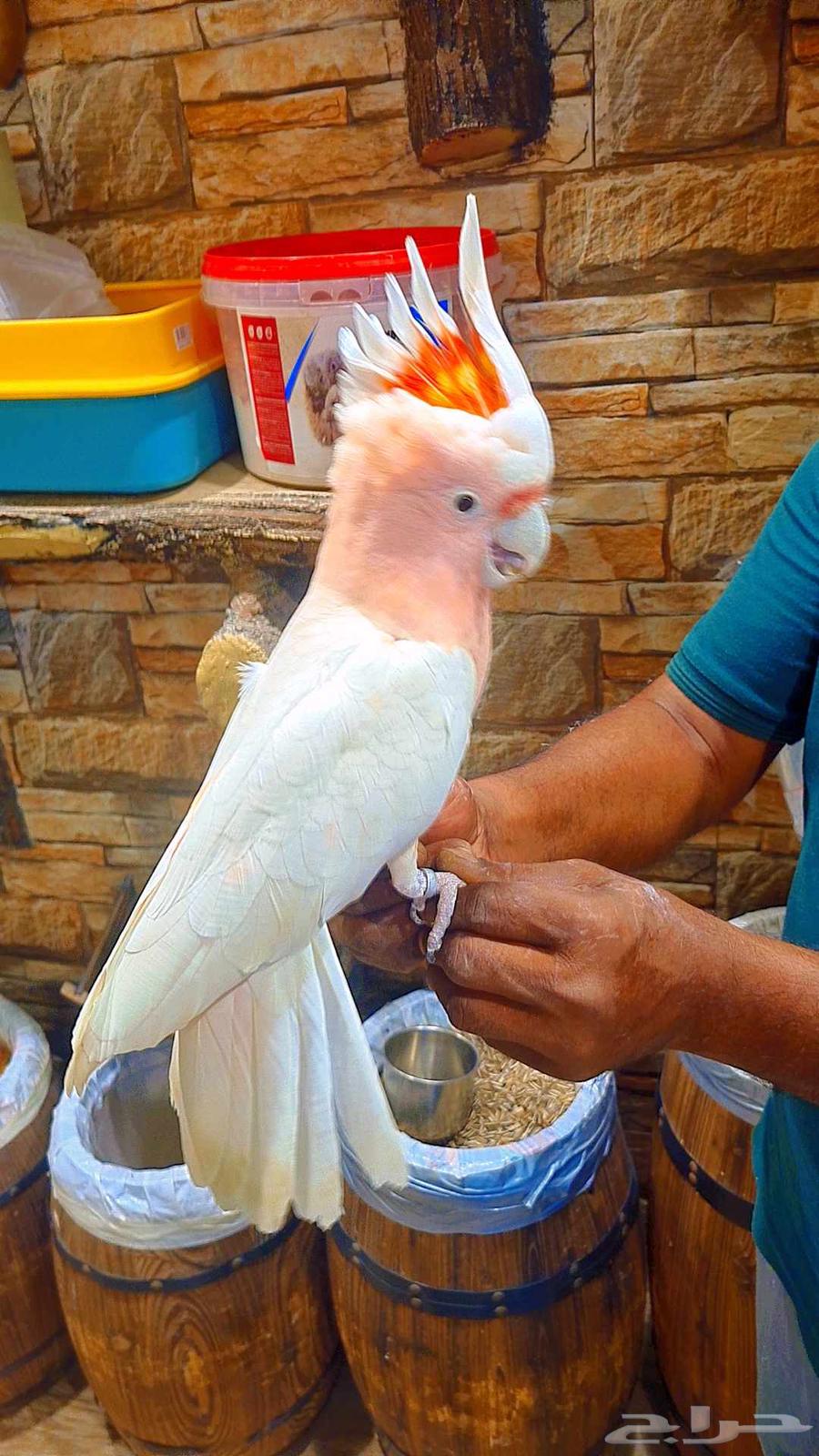 كوكاتو ميجر ميتشل63618490653186114