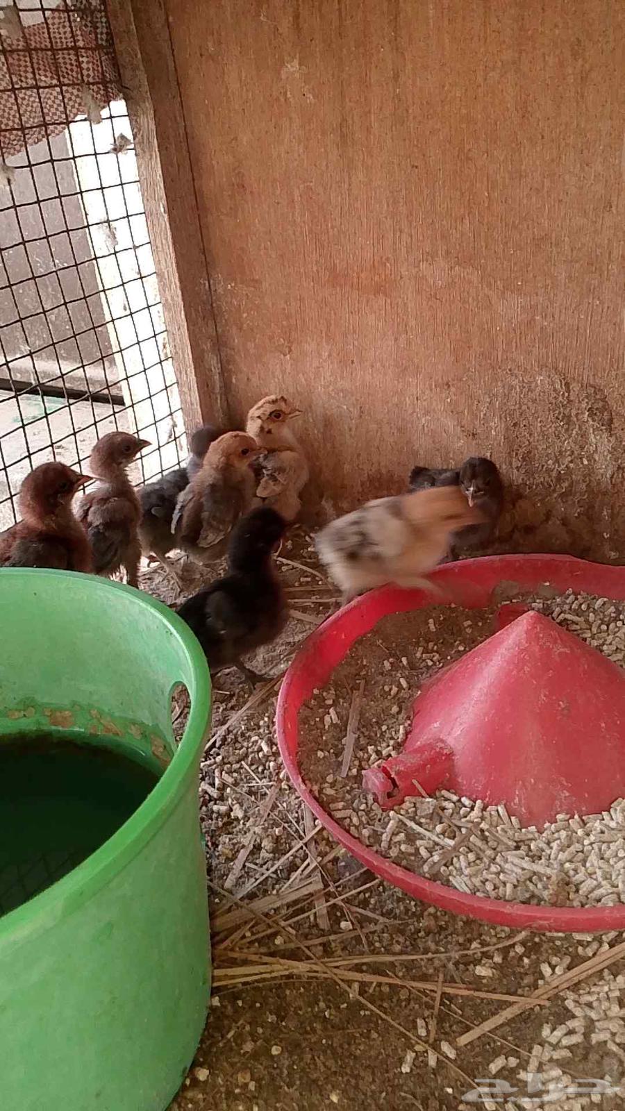 A hen with 9 chicks63618389495169112
