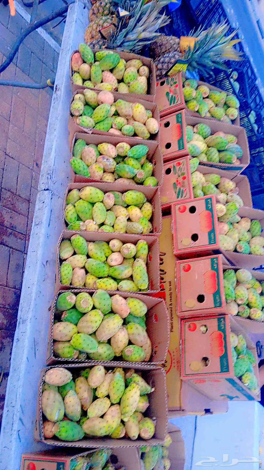 برشوم الطائف الكرتون 50 ريال63618476451330112