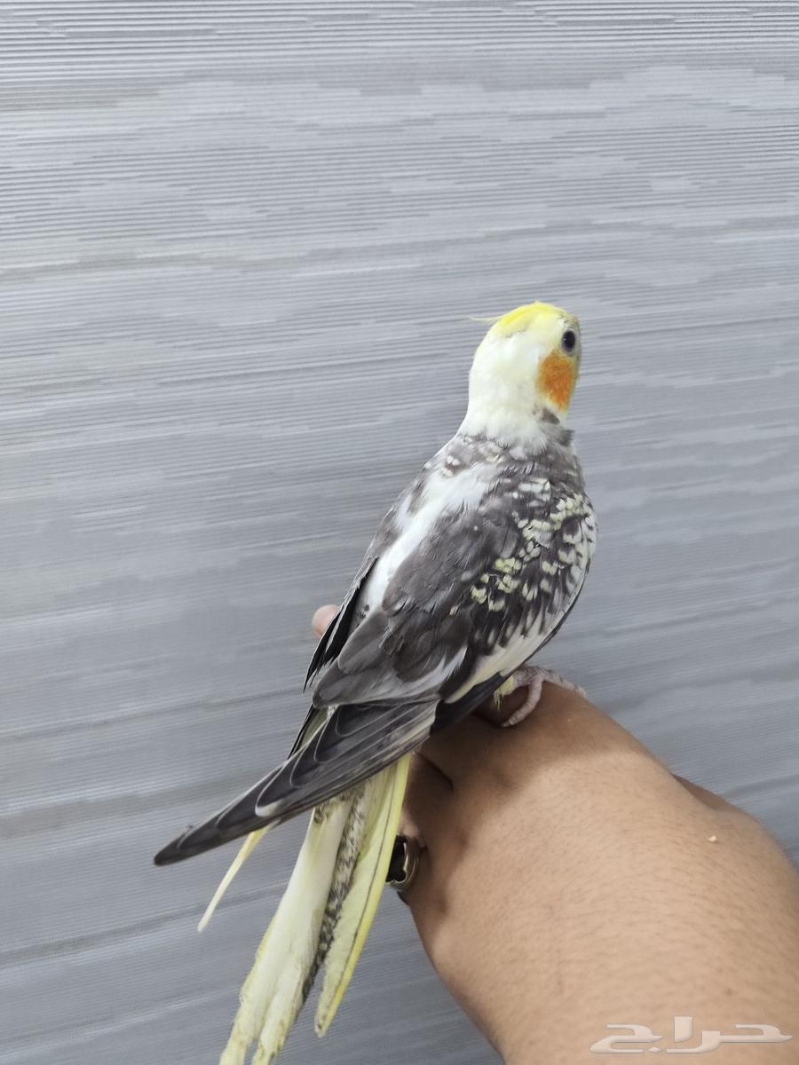 (Sold) Pakistani Crown Butterfly Split White Face for Sale63618384991106111