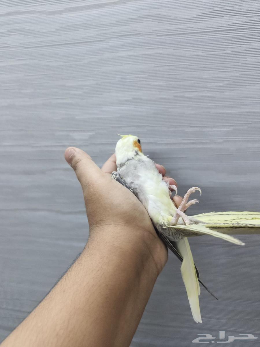 (Sold) Pakistani Crown Butterfly Split White Face for Sale63618384991106112