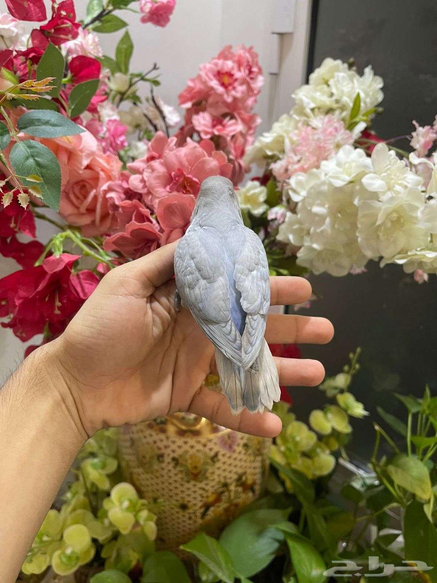 روز أليف وهدد ومفطوم63618374897538111