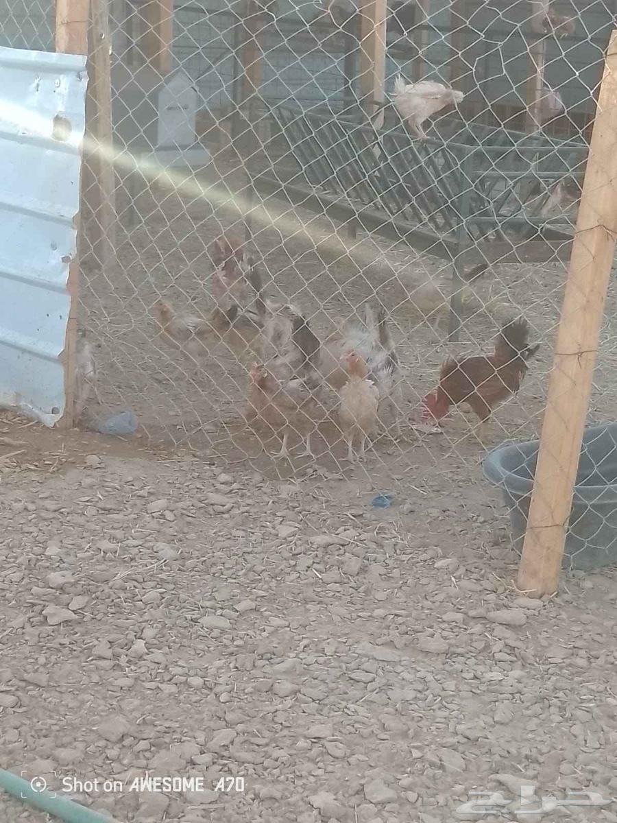 For sale 35 chickens, roosters and hens, white hens required63618374117634111