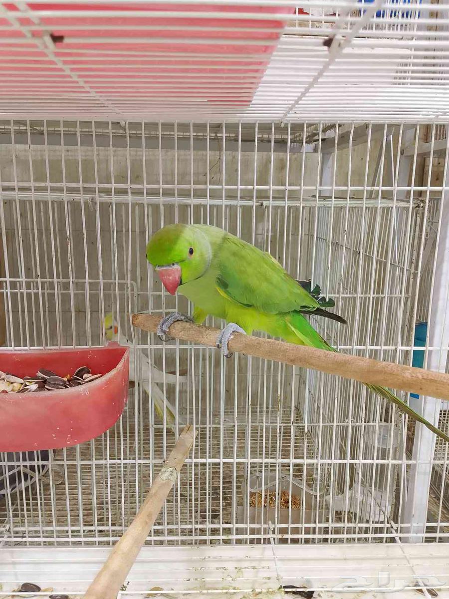 ببغاء دره63618298867714111