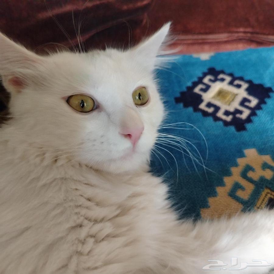 Cat for sale cheap or expensive63618382899331111