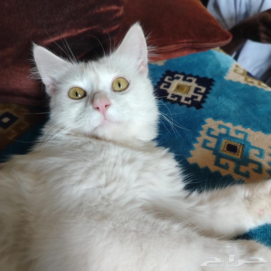 Cat for sale cheap or expensive63618382899331112
