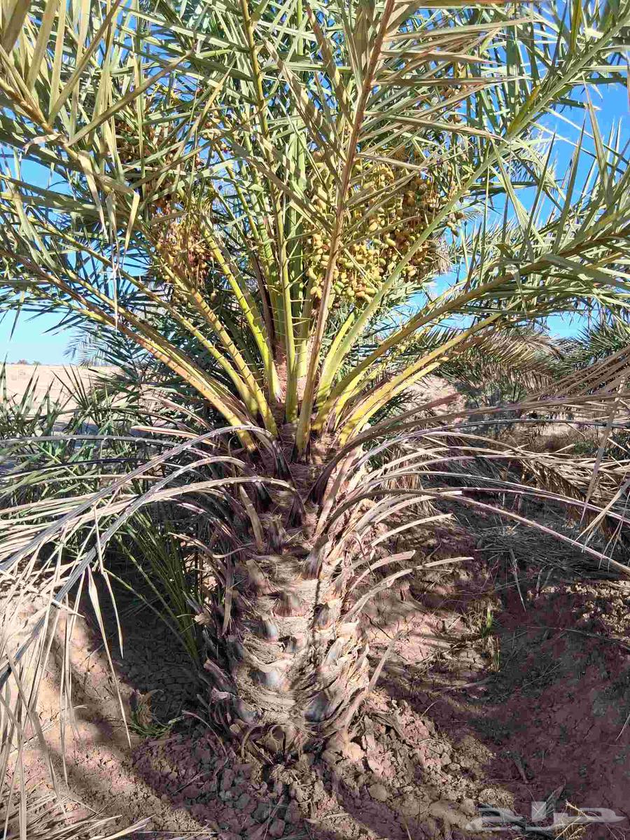 Date palms for sale, Al-Ula Barni and Al-Eis Barni, one meter and one and a half meters63618486538753114